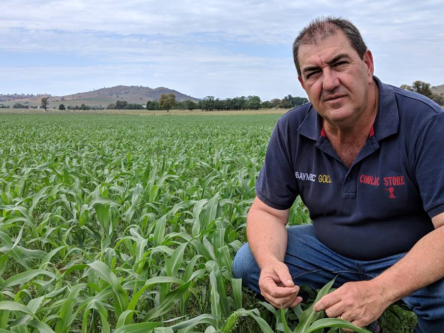 Going for growth: Farm store manager Peter Pitcher, Coolac, NSW, said growers planted sorghum crops based on early November rain, and the December follow-up had helped them flourish.