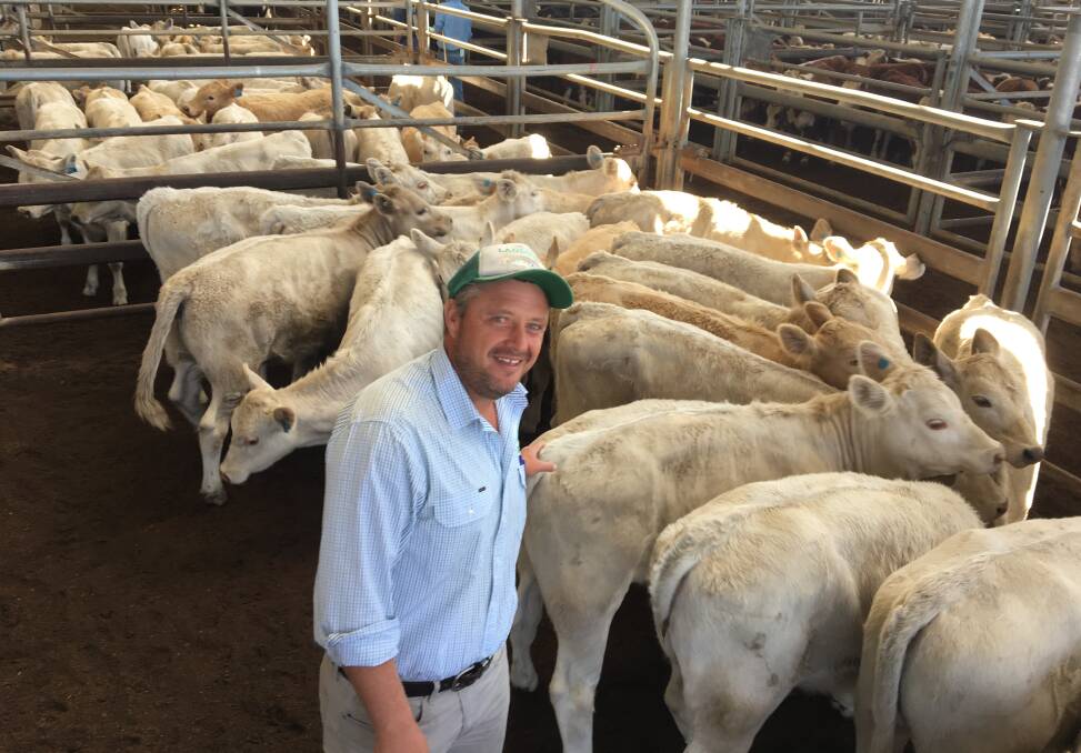 Prime purchase: Scott Mundy, EGL, Orbost purchased the entire line of Woody Group Charolais heifers to grow and fatten at Bairnsdale. Photo by Brad Obst.