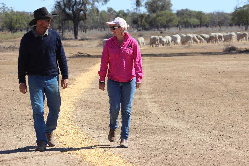 Rhett and Belinda Butler trail feed corn to their Merino ewes three days a week. 