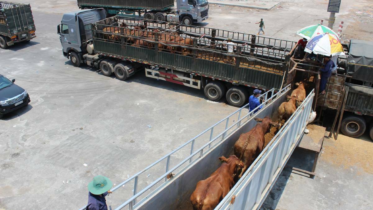 Federal Court set to rule on 2011 live cattle export ban