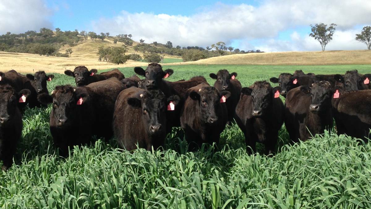 Wagyu premiums disappear