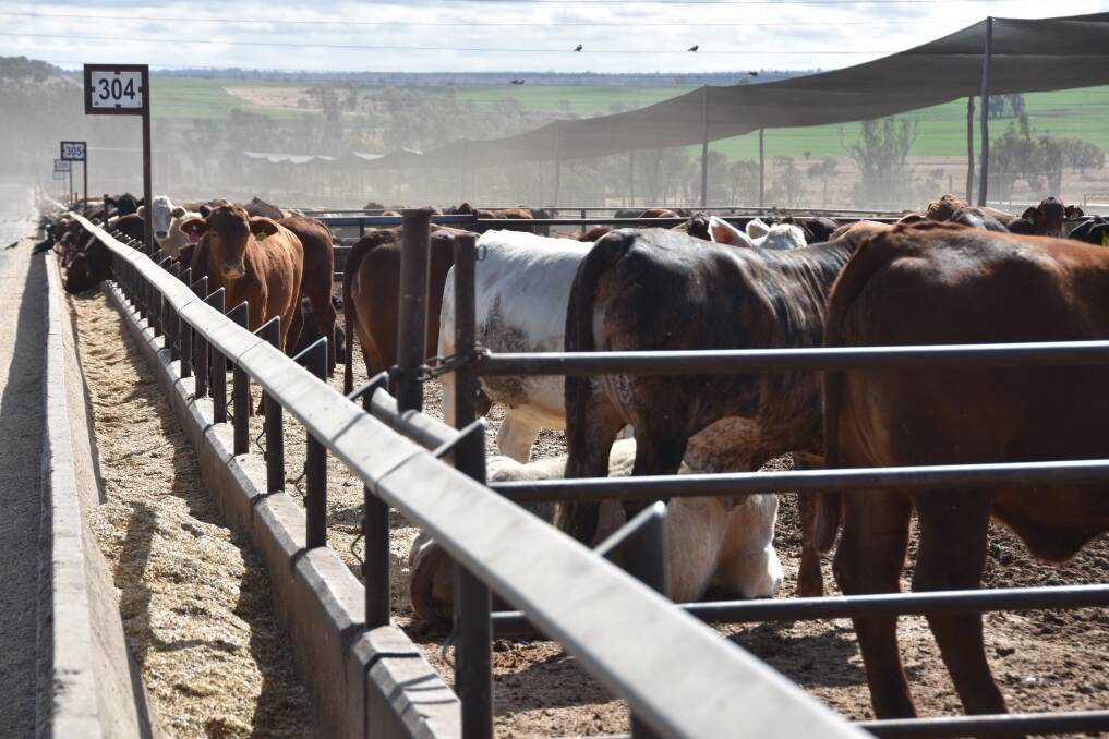 Cattle numbers on feed hit a record high