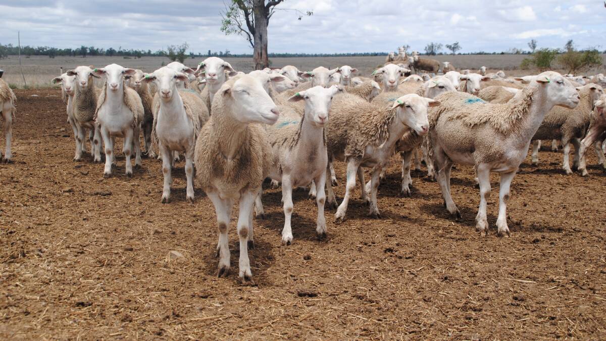 Producers crunch numbers on finished lambs
