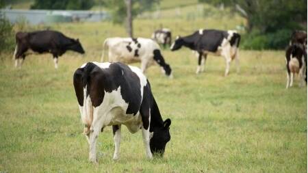 Queensland now home to Australia's smallest dairy industry