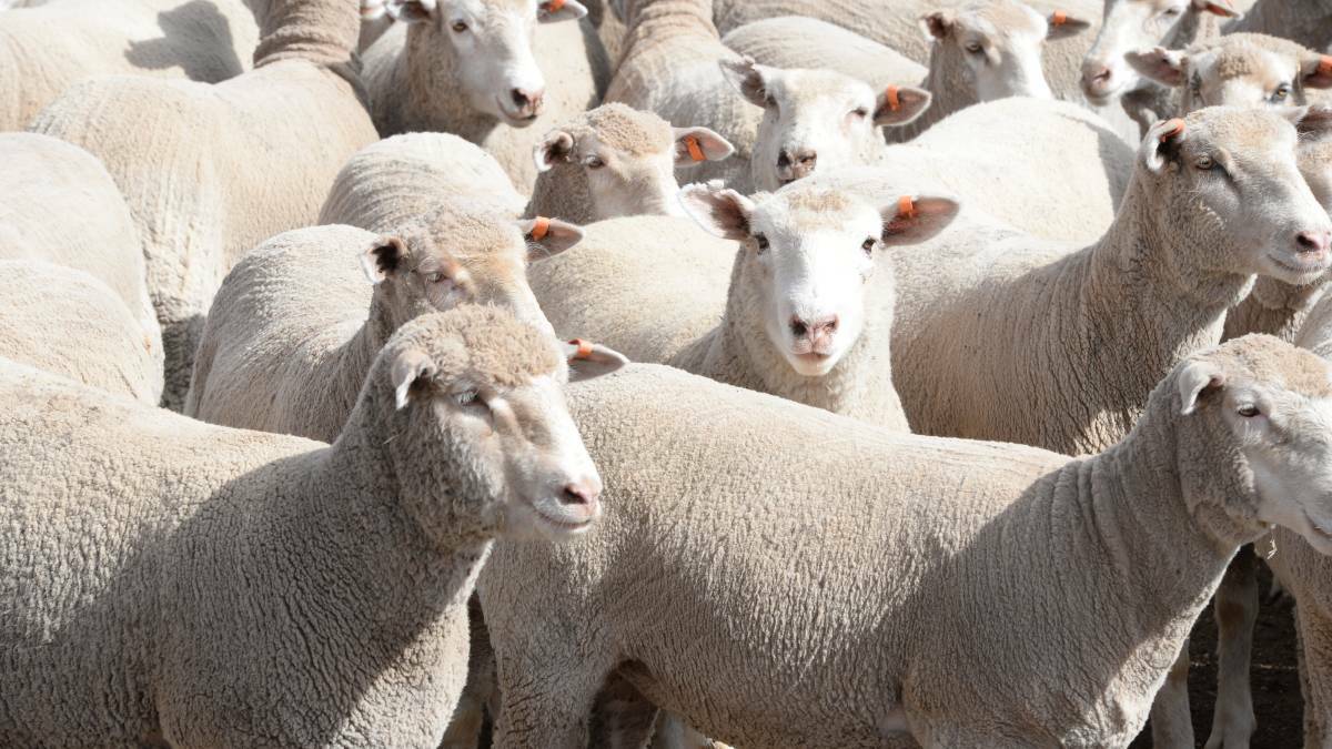 Trade lambs break through 700 cents