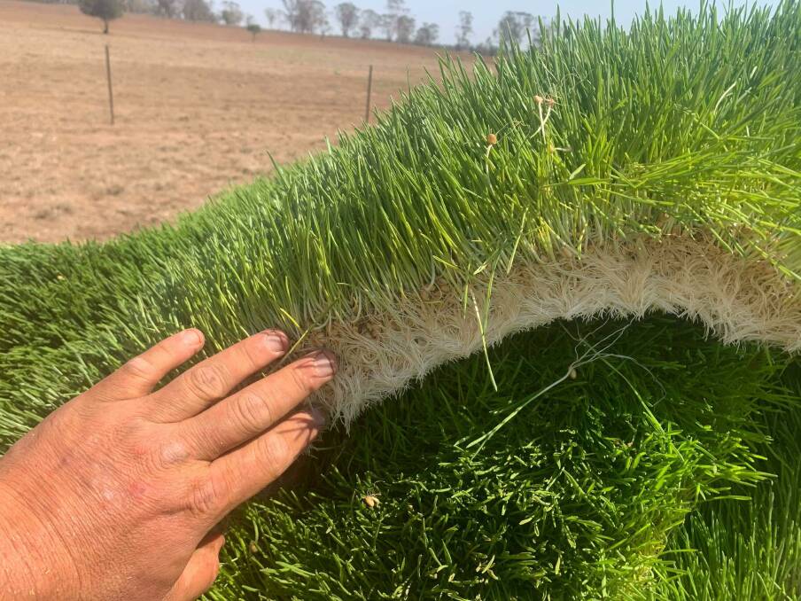 Lachie McLean said the roots of the fodder (wheat is pictured) are highly nutritious. 