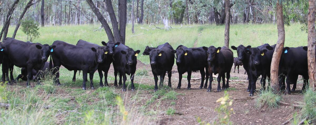 COMMERCIALLY-FOCUSED STUD: Clunie Range Angus cattle at Springfield, Wallangra.