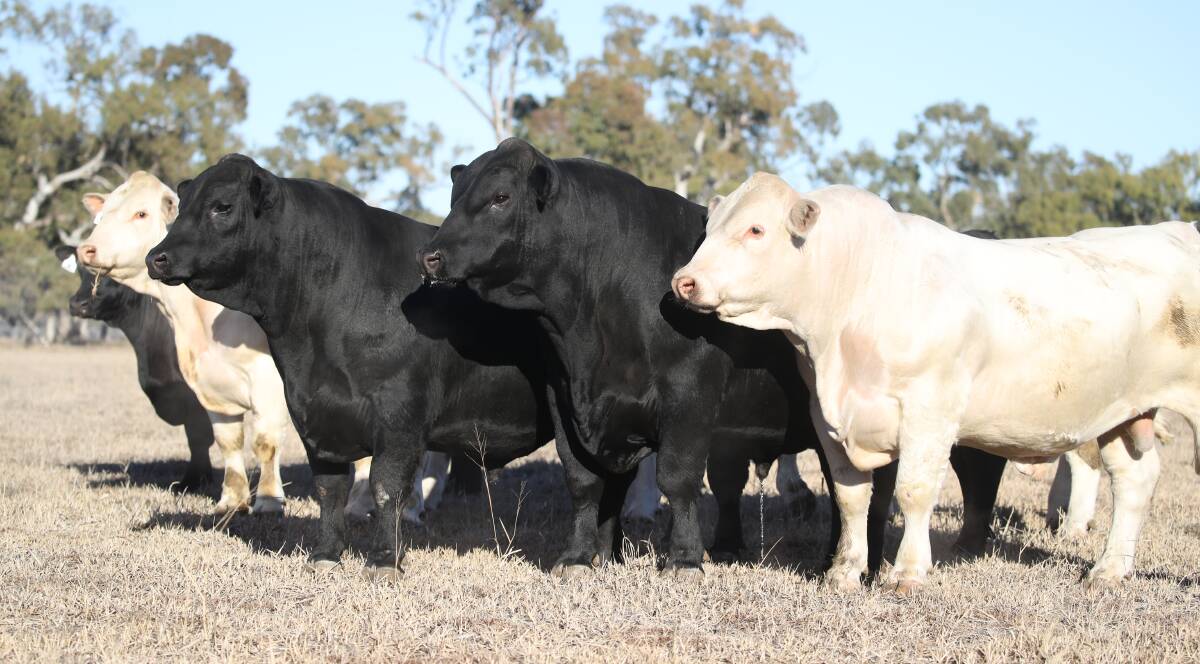 STRUCTURALLY CORRECT, FERTILE, QUIET: Angus breeders Jim and Jackie Wedge diversified with the Ascot Charolais stud a decade ago. Photo: Ben Simpson