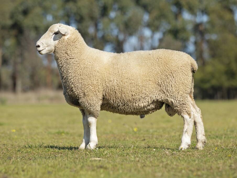 THREE BREEDS: Probreed has bred Highlander and Primera sheep since 2013, and added Highlander Plus three years ago.