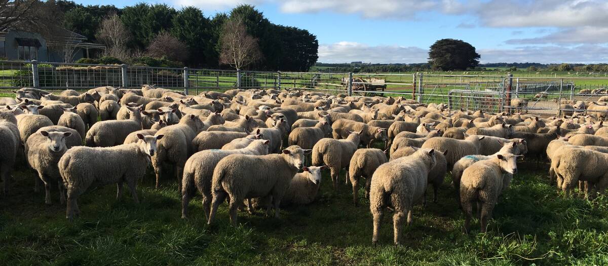 FERTILE FLOCK: Charollais and Charollais-cross ewes which scanned at 100pc in late June. 