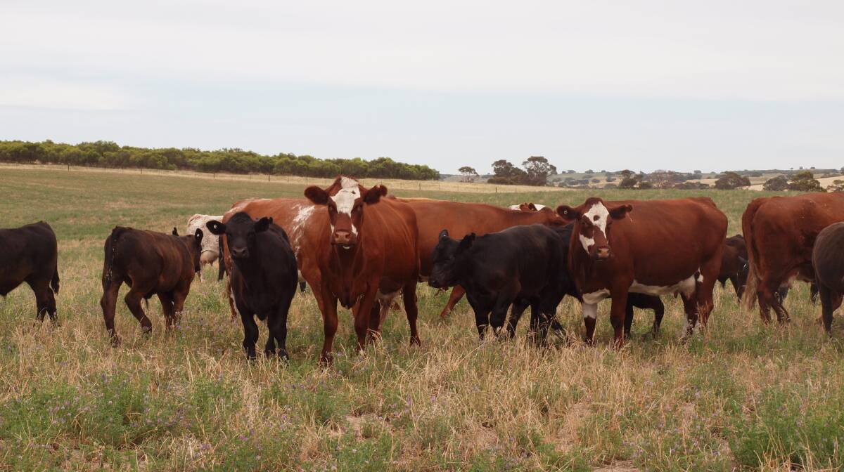 The Simmental Advantage: Meeting vealer trade
