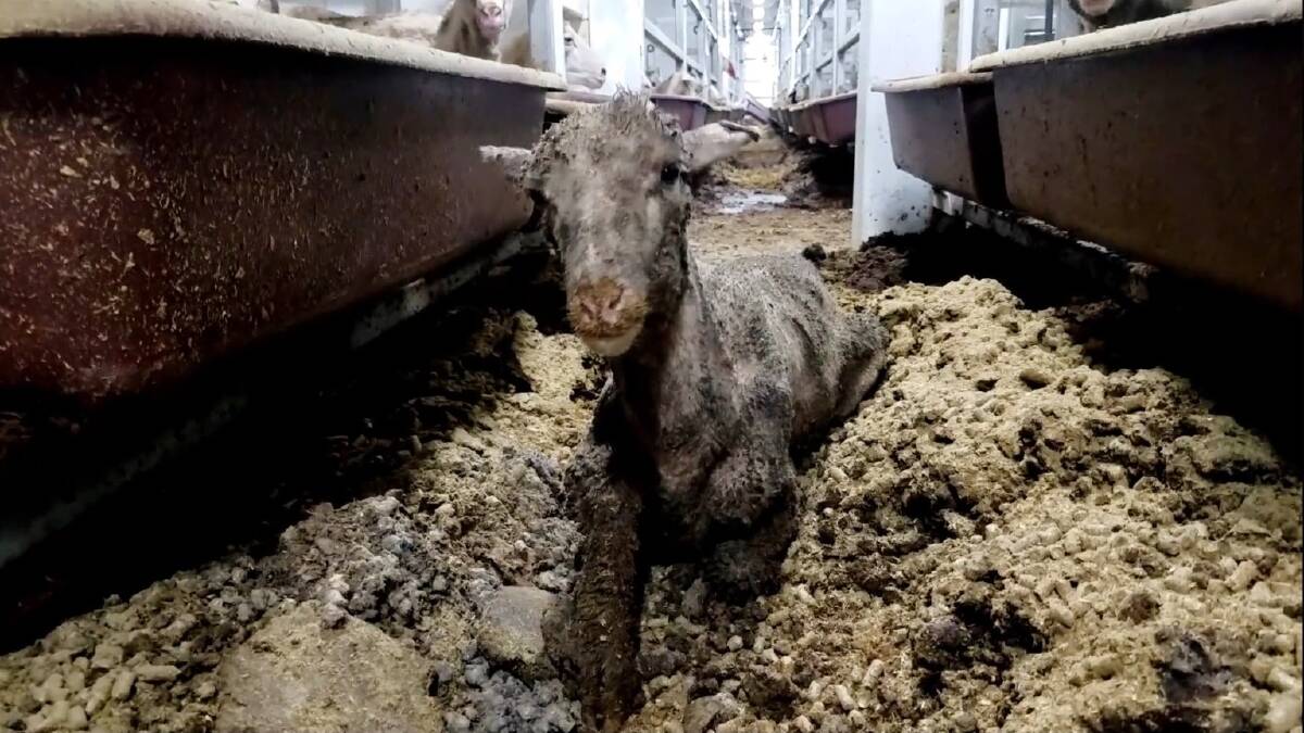Images are being used in a fresh round of donation campaigning by Animals Australia from video footage taken on live exports voyages.