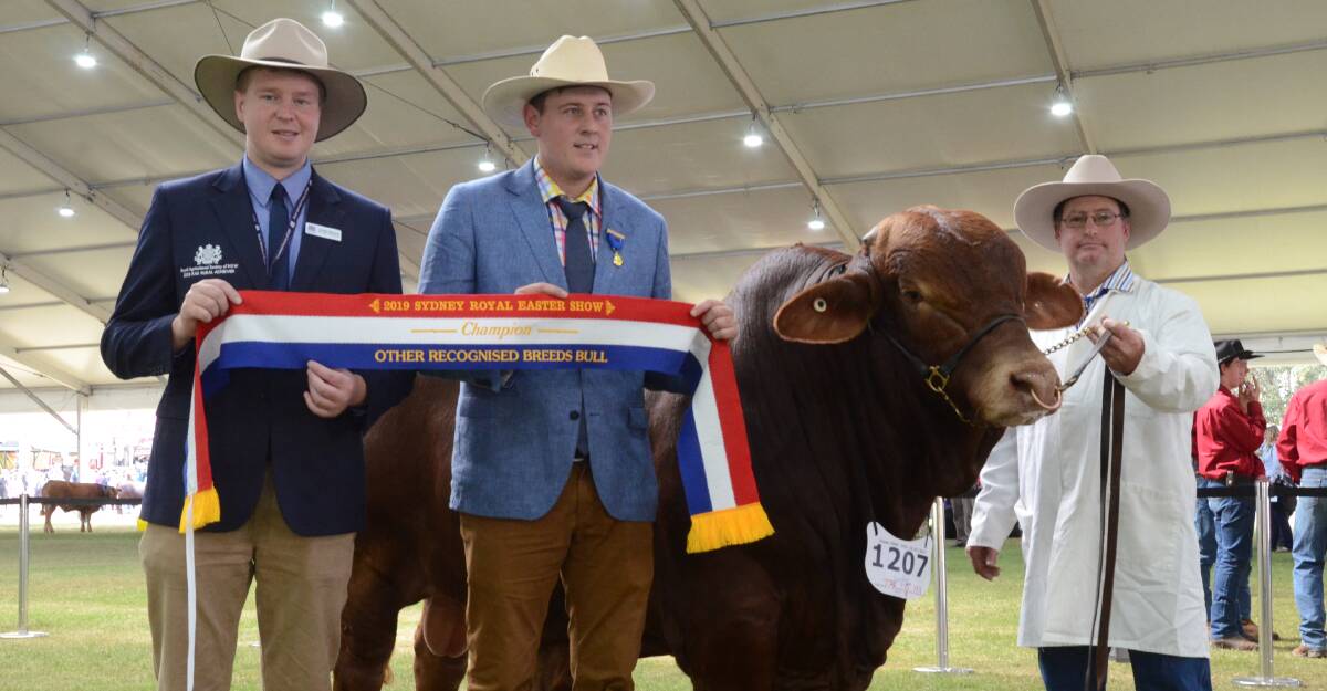 RAS Young Achiever, Lachlan Patterson, Kinellar, Canowindra, with the judge, Harris Thompson, Venturin Livestock, Boyup Brook, WA, sash the champion Other Breeds bull, a Droughtmaster, Quicksilver Nice Rig (S) D5, held and exhibited by Doug Giles, Quicksilver stud, Newdegate, WA.
