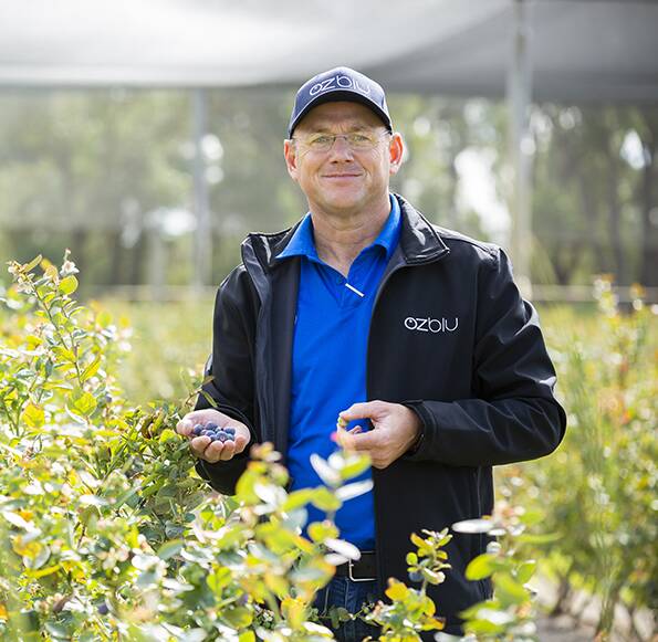 VALUABLE ASSISTANCE: Australian business Oz Varieties turned to Export Finance Australia for help purchasing machinery for its blueberry breeding program. Photo: Supplied