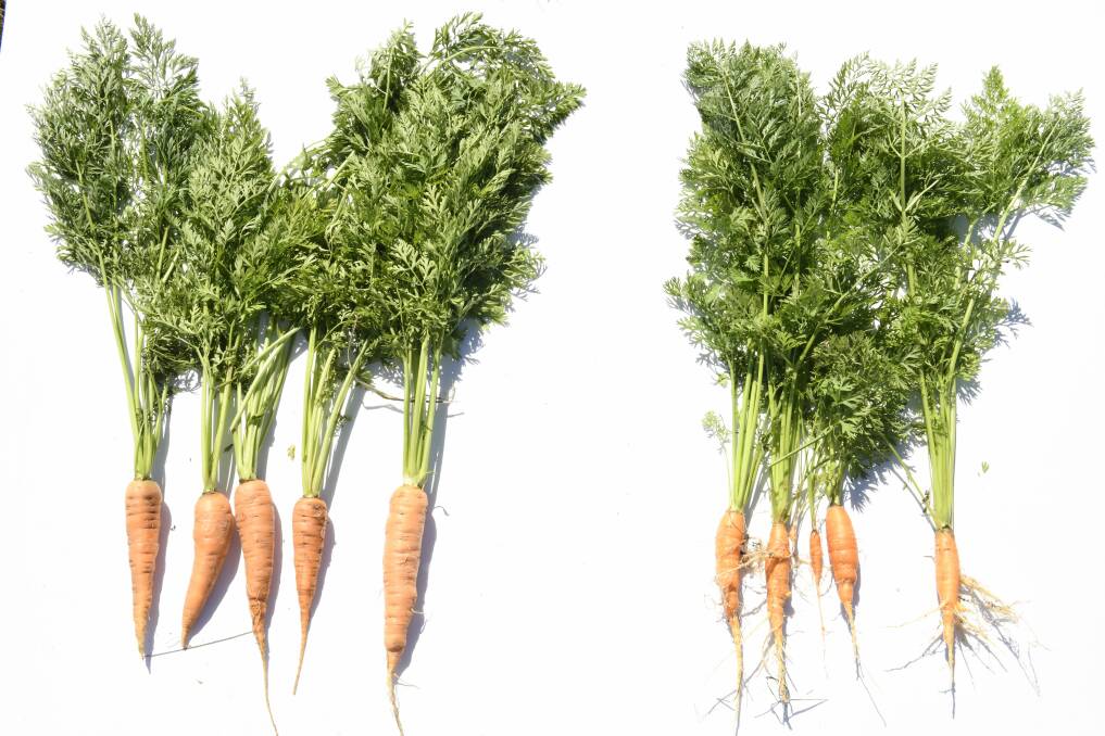 HEALTHY: This carrot trial demonstrated the excellent crop safety of Salibro and its ability to control nematodes to produce high yields of quality vegetables such as the treated carrots on the left. 