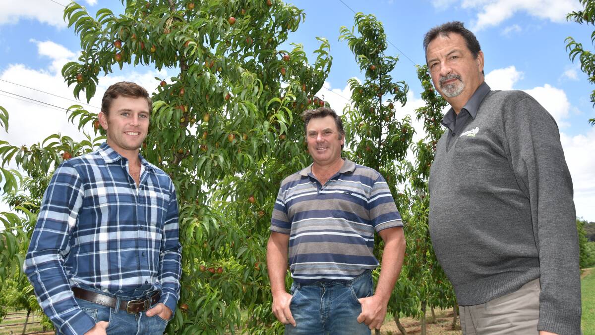 IN FIELD: WA fruit growers Joseph and Matt Borg, of Jarrahdale in the Perth Hills, discuss the fertiliser program for their nectarines with Rob Illiano, Mirco.