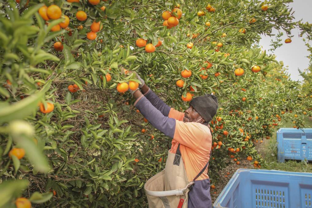 NEEDED: Citrus Australia says tens of thousands of workers are still required for citrus picking. The Queensland season began in March.