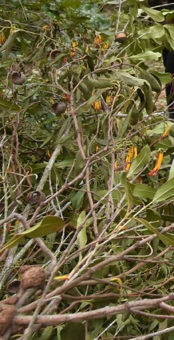 HINDRANCE: Mistletoe, with its yellow flowers, growing within a macadamia tree in a Bundaberg orchard. 