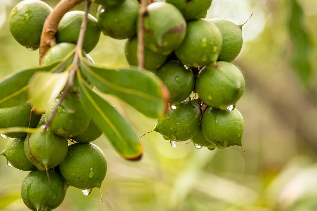 DOWN: The Australian Macadamia Society revised down the crop forecast by 4.5 per cent. 