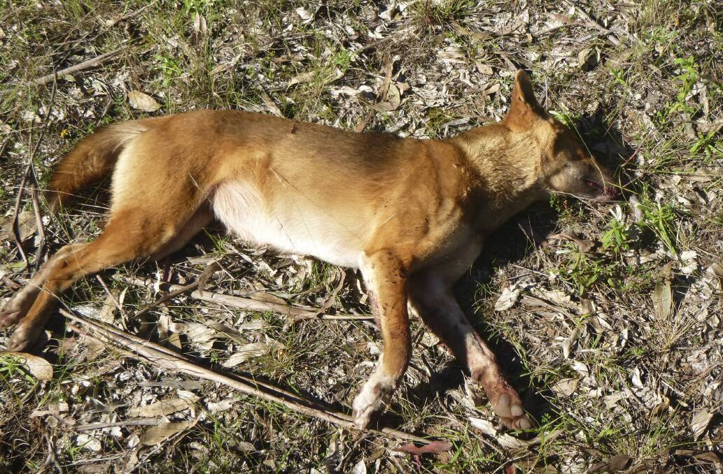 UNITY: The wild dog problem in NSW has seen a more unified approach being taken by some groups in order to address the problem.