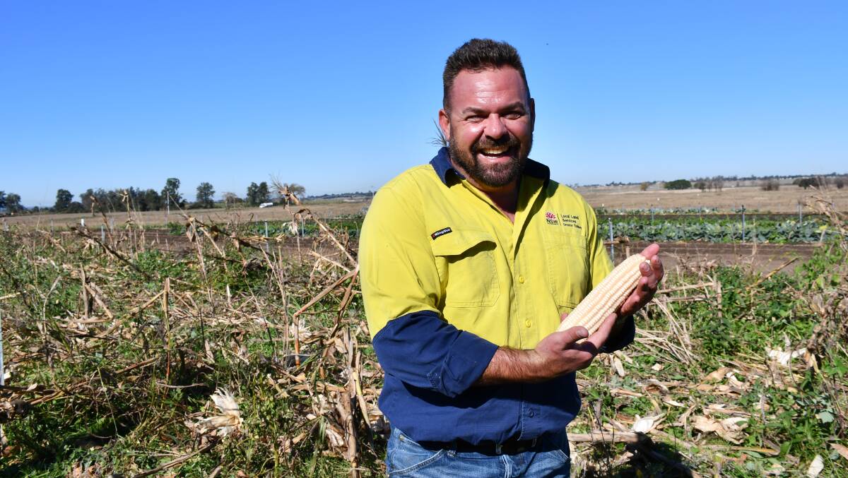 DONE: Peter Conasch, Greater Sydney Local Land Services celebrates the completion of the heritage harvest. 