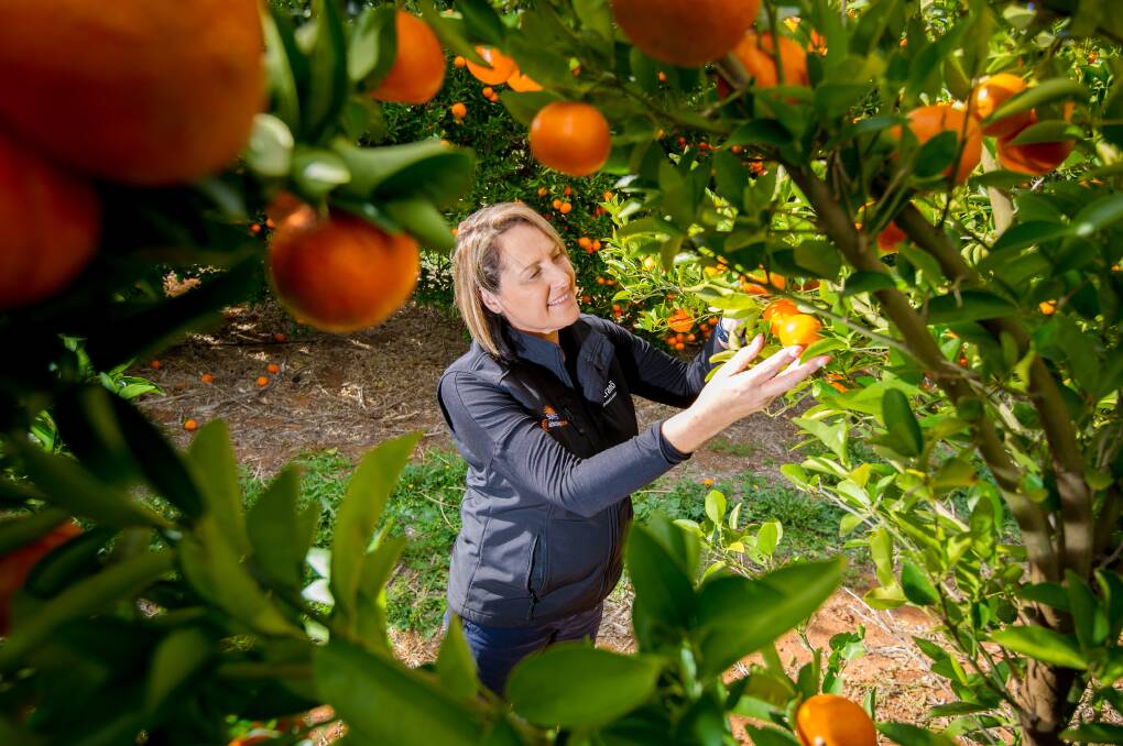 PLENTY: Nutrano Produce Group farming operation manager Tania Chapman says Delite mandarins should be plentiful this season after a bumper crop.