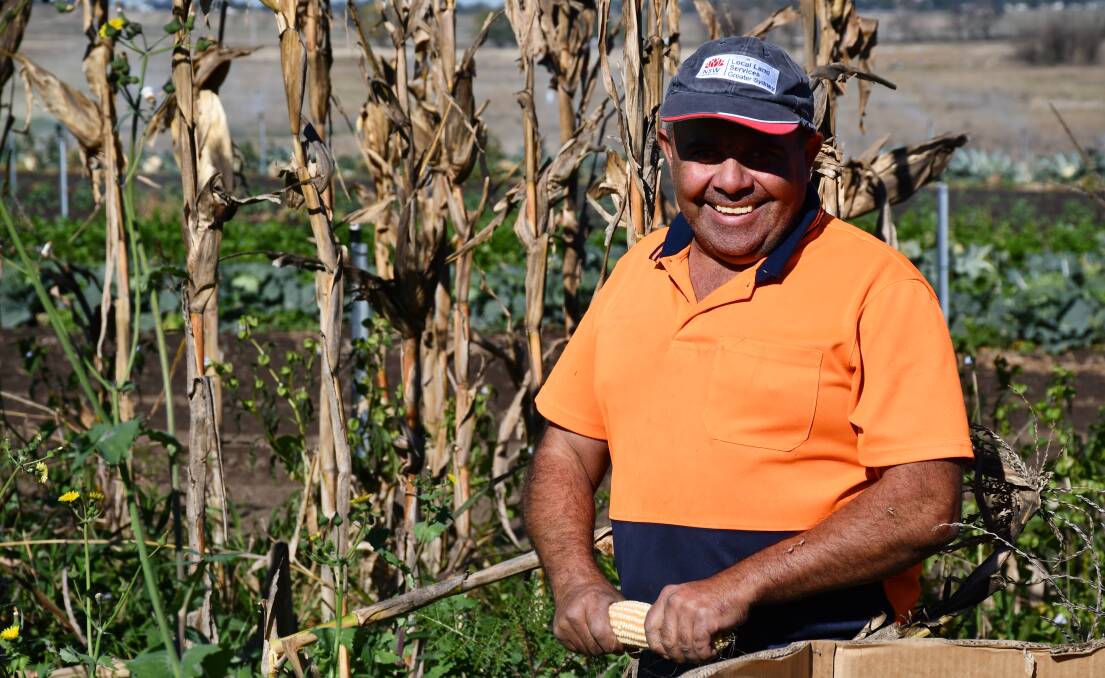 INSPECTION: Mario Muscat gets a closer look at the corn. 