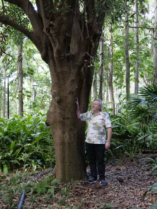 HISTORY: Dr Craig Hardner, pictured with the world's oldest living cultivated macadamia tree, planted in the Brisbane Botanical Gardens in 1858. Photo: UQ