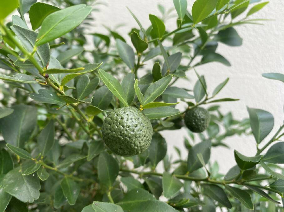 By sequencing the genome of the Gympie lime, researchers may be able to identify a gene that is resistant to citrus greening. Picture by UQ