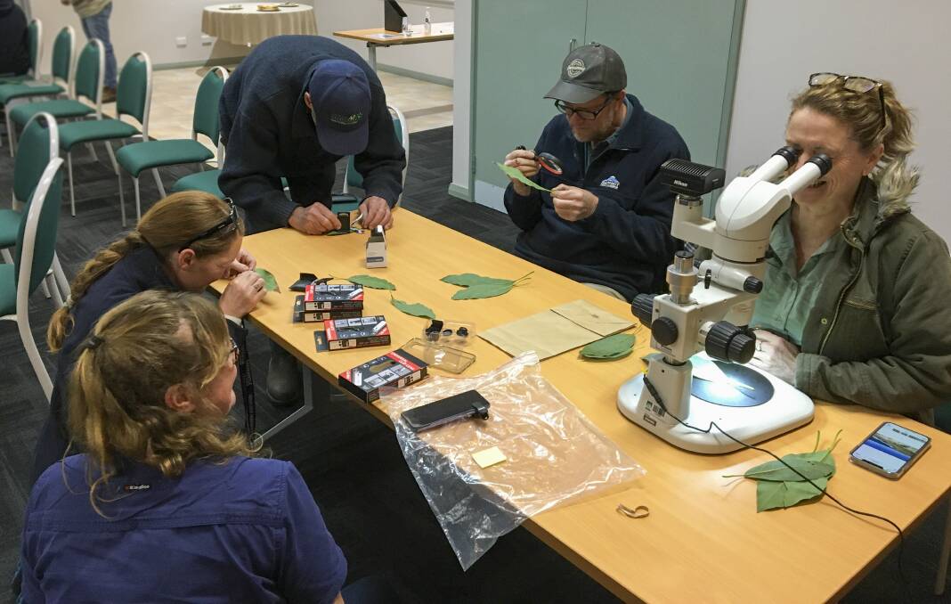 INSIGHT: South West Western Australian avocado growers got some hands on experience using a number of monitoring tools to identify the pest six-spotted mite at a recent DPIRD workshop at Manjimup.