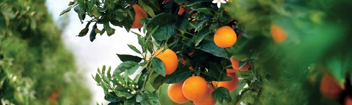 UP: According to ANZ Food, Beverage and Agribusiness Insights, the prices of fruit as an input to manufacturing has risen by almost 20pc since 2020. 