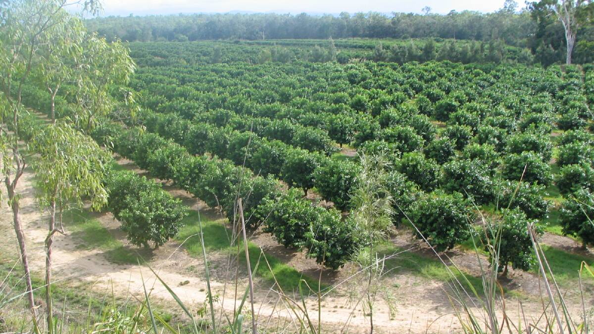 LOOMING: With the number of bearing trees coming online throughout the country, a hefty citrus crop is expected, putting increased pressure on the need for exports. 