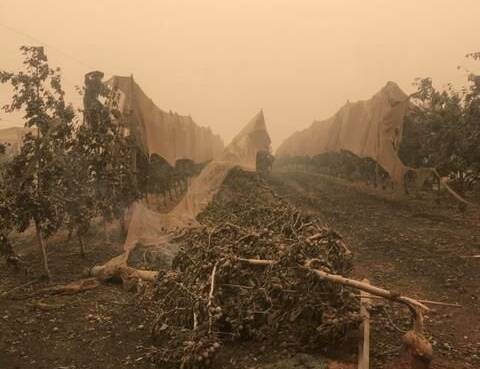 UP: Bushfires in apple growing areas could see the price of the fruit rise domestically, according to a Rural Bank report.