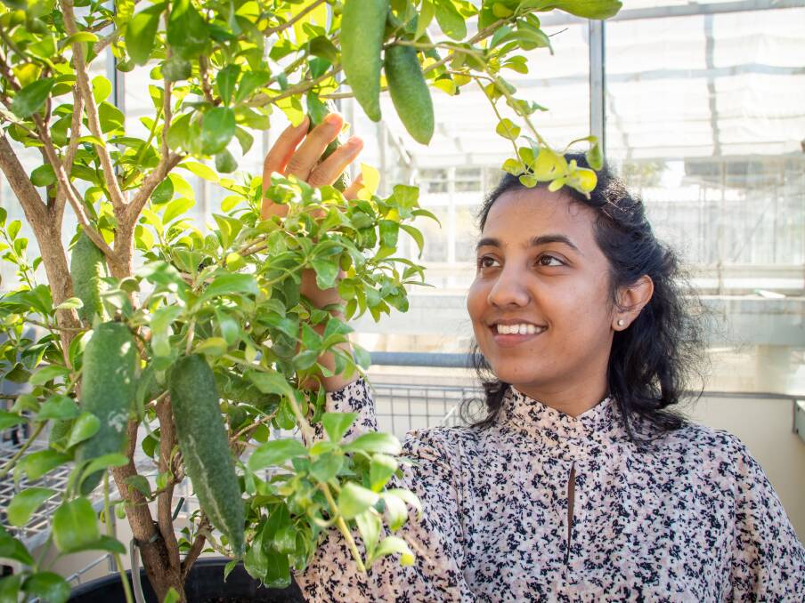 PhD candidate Upuli Nakandala says the species, Citrus australis, is recognised as HLB-resistant, which gives hope for commercial citrus variety breeding. Picture by UQ