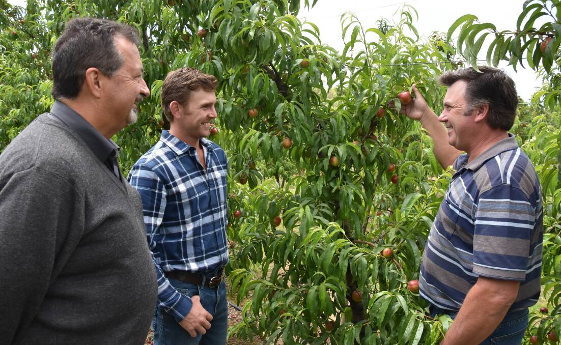 CHAT: Rob Illiano, Mirco, with Joseph and Matt Borg checking on the development of the familys nectarines at Jarrahdale in the Perth Hills, WA.