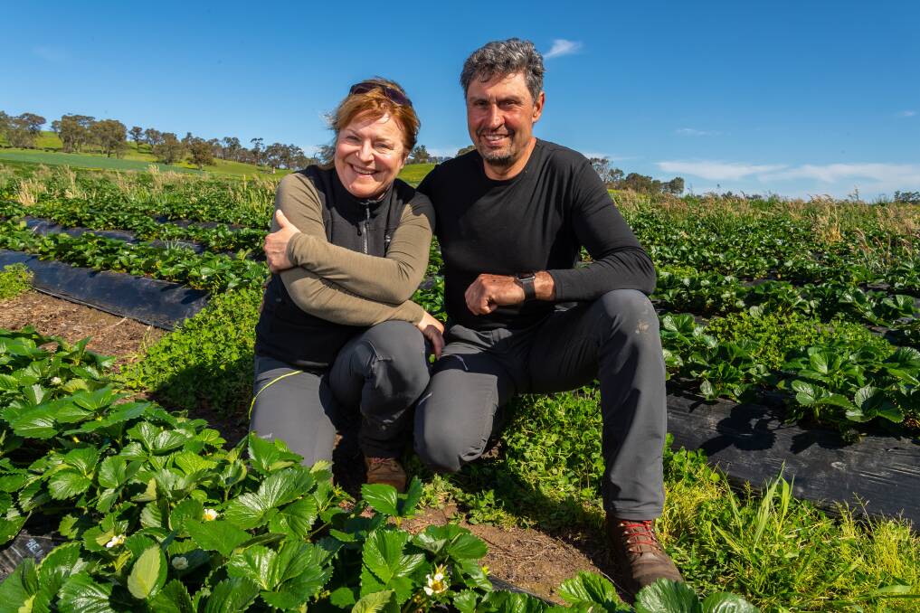 COOL: A grant will help SA Organic Strawberries owners Sonja Bognarova and Plamen Paraskevov invest in shed technology that helps cools strawberries quickly, extracting heat once they're picked to retain quality and extend shelf-life for customers. 