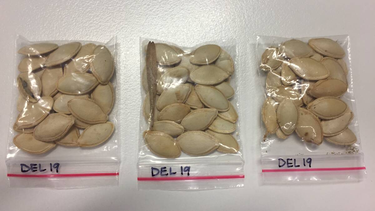 DODGY: Damaged, contaminated and infested samples of zucchini seed. 