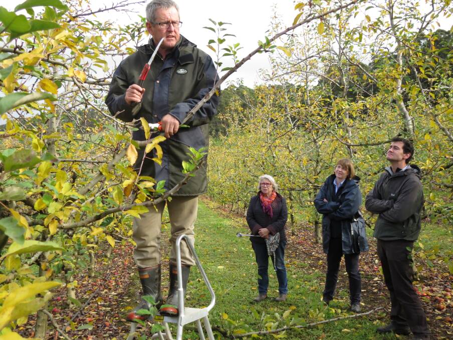 ONGOING: Ross Wilson from AgFirst (NZ) demonstrates pruning strategies at Fontanini's Fruit and Nut Farm as part of the Future Orchards walk in Manjimup in 2014. The program will now be funded by APAL's profits from its Pink Lady operations. 