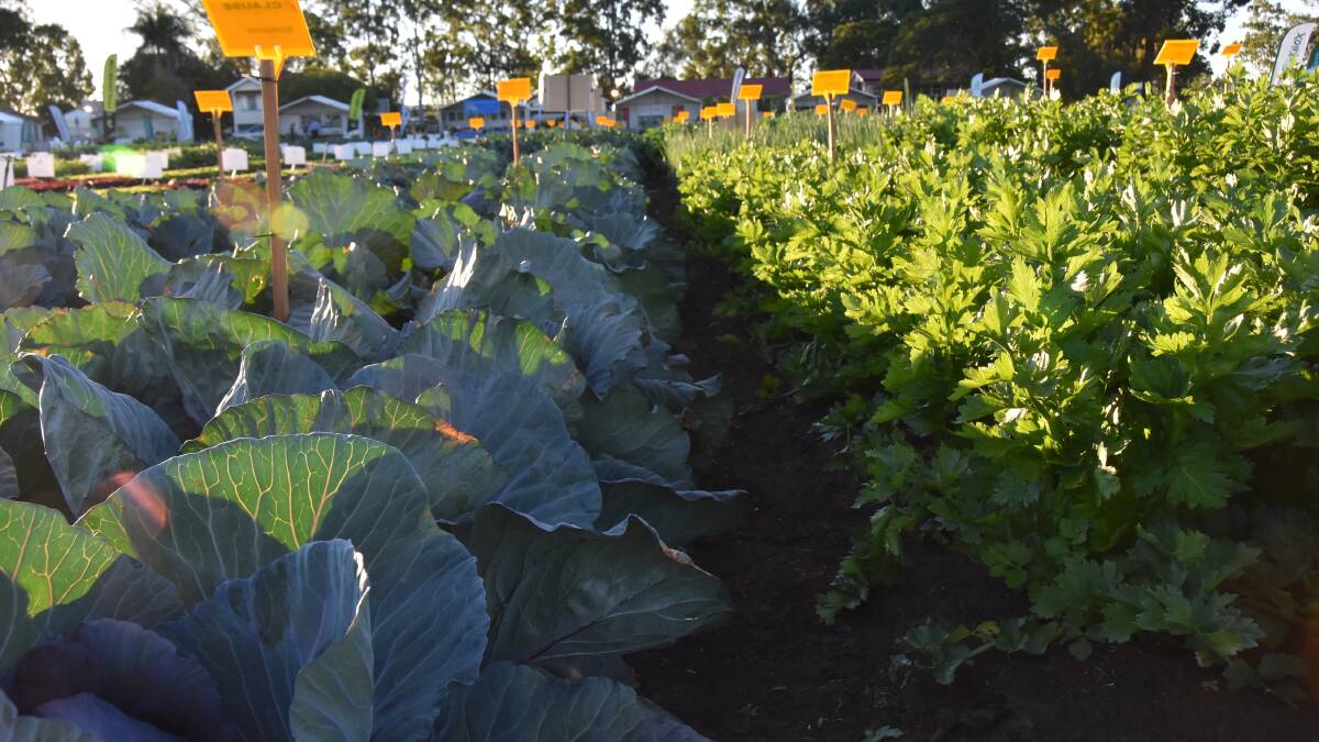 BOOST: Vegetable industry research and extension has been given a boost through the $14.1 million VegNET 3.0 program which will go for five years.