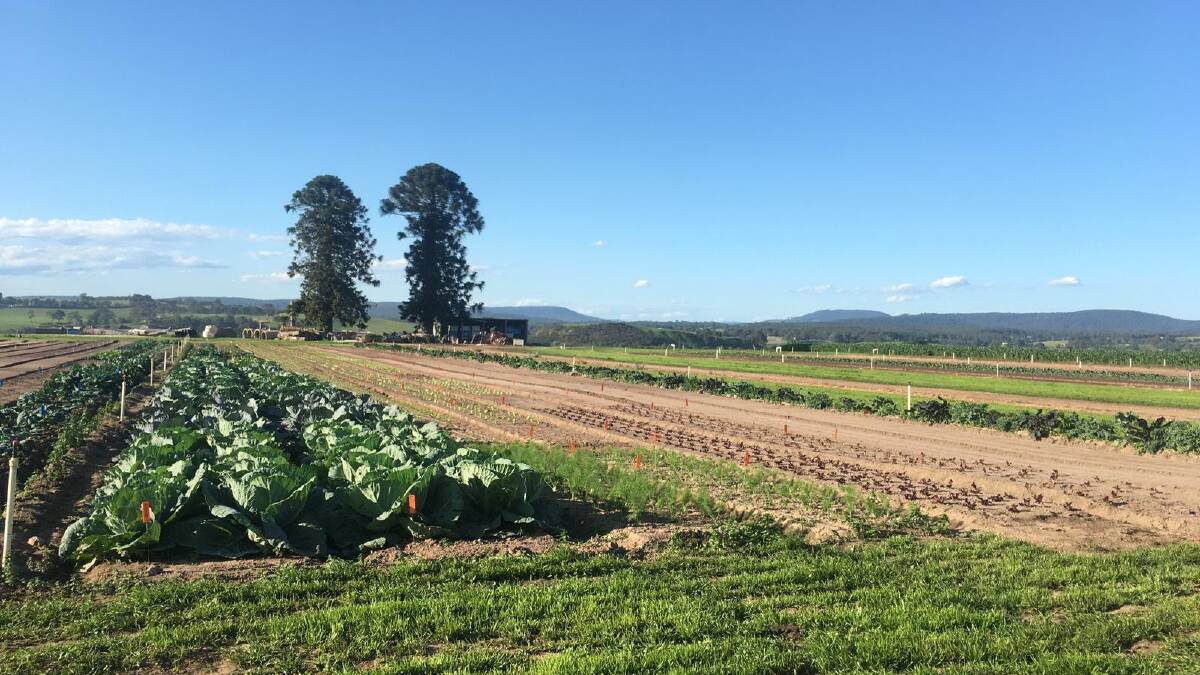 GOING: The field site for the East Gippsland Vegetable Innovation Field Days to be held in May. 