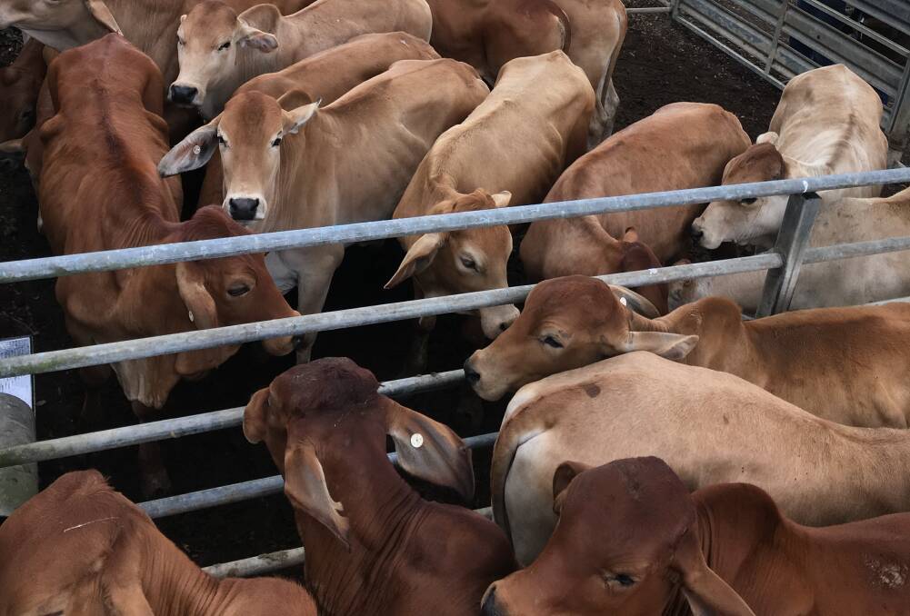Steers sell to a top of 350c, average 295c at Mareeba