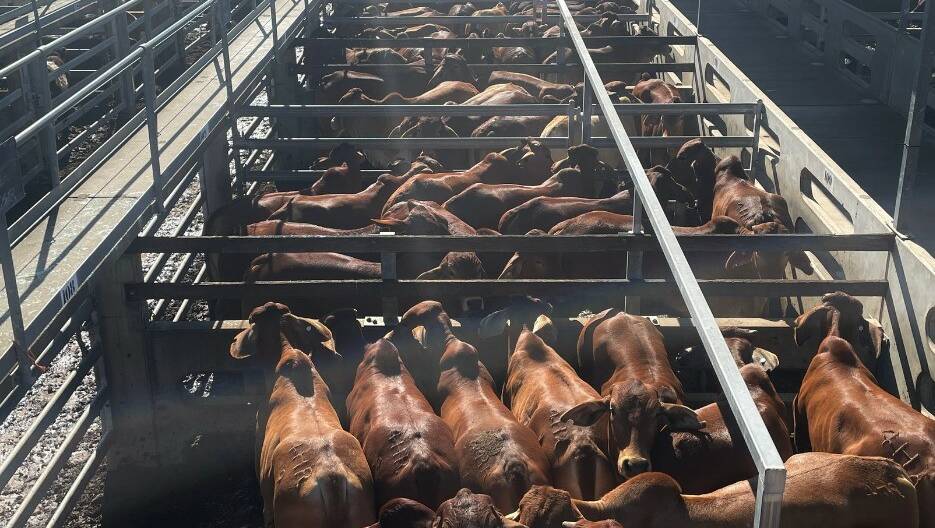 Riverside Pastoral Company, Nebo, offered a run of No.9 Brahman cross steers at the CQLX prime and store cattle sale. The lead pen of 450 topped at 421.2c/kg, averaged 456kg to return $1924/head.