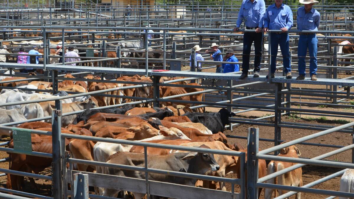 Bullocks sell for 289c/$1684 at Charters Towers