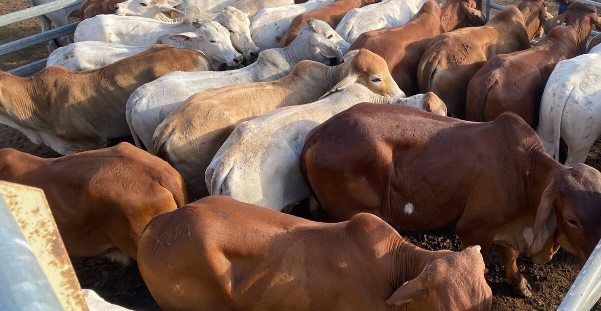 Restock steers reach 400c at Charters Towers