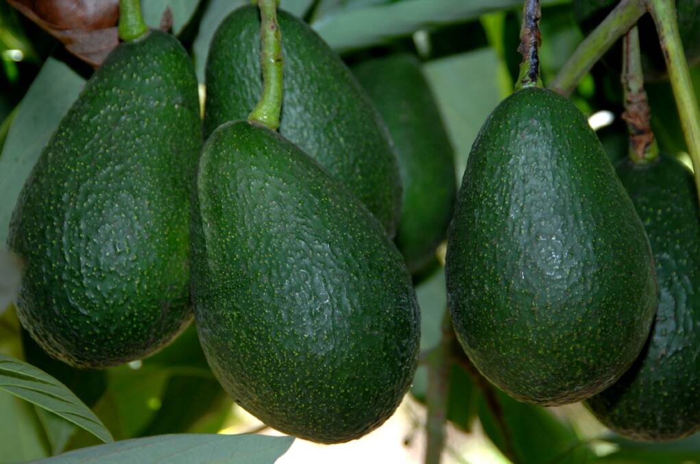 Avocados and macadamias were among the top five commodities likely to offer the most in future growth.