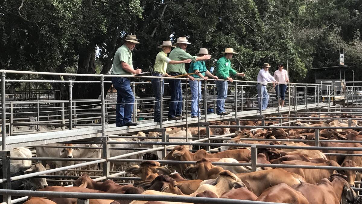 Quality store heifers gain up to 58c/kg at Mareeba