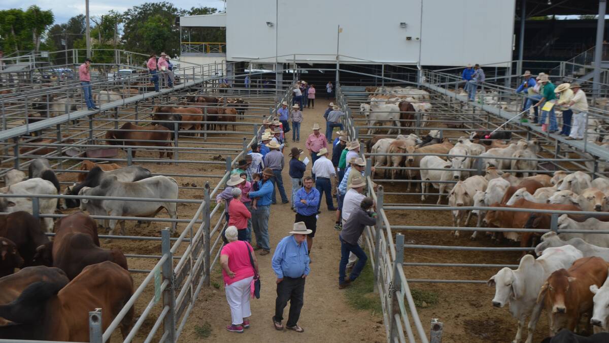 Trade heifers make 359c/$1645 at Charters Towers