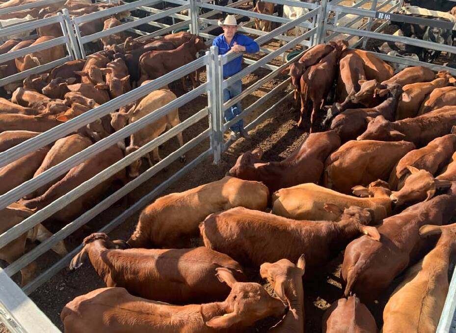 Morgan Harris, TopX Gracemere, with a line of 46 Droughtmaster heifers which sold for 382.2c/kg or $740/head.