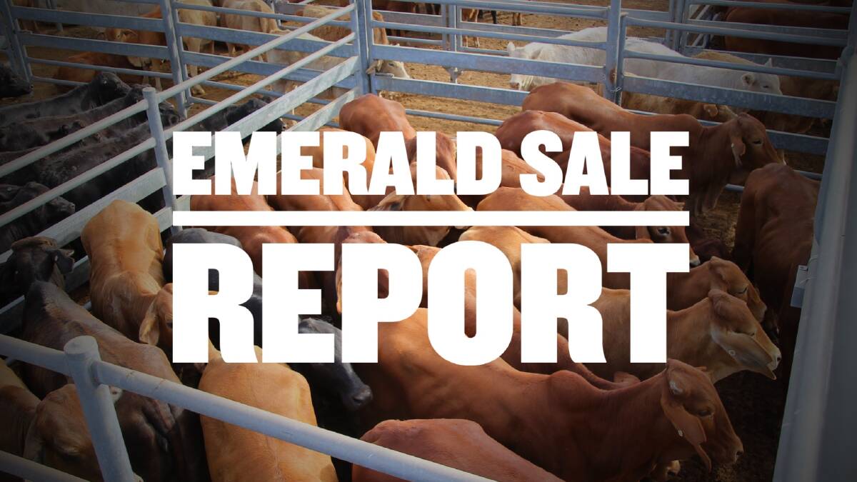 Heavy heifers make 343c, average 328c at Emerald