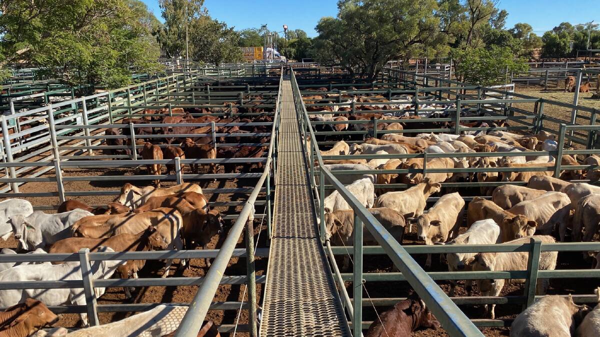 Santa Gertrudis weaner steers sell for 444c/$946 at Blackall